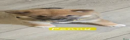Japanese Shiba Inu dogs for sale: Stunning little Shibas - Advert 18