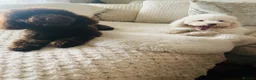 Cavapoo dogs for sale: 🤎🐾 Gorgeous Chocolate Cavapoo Puppies 🐾🤎 in Southend-on-Sea - Advert 21