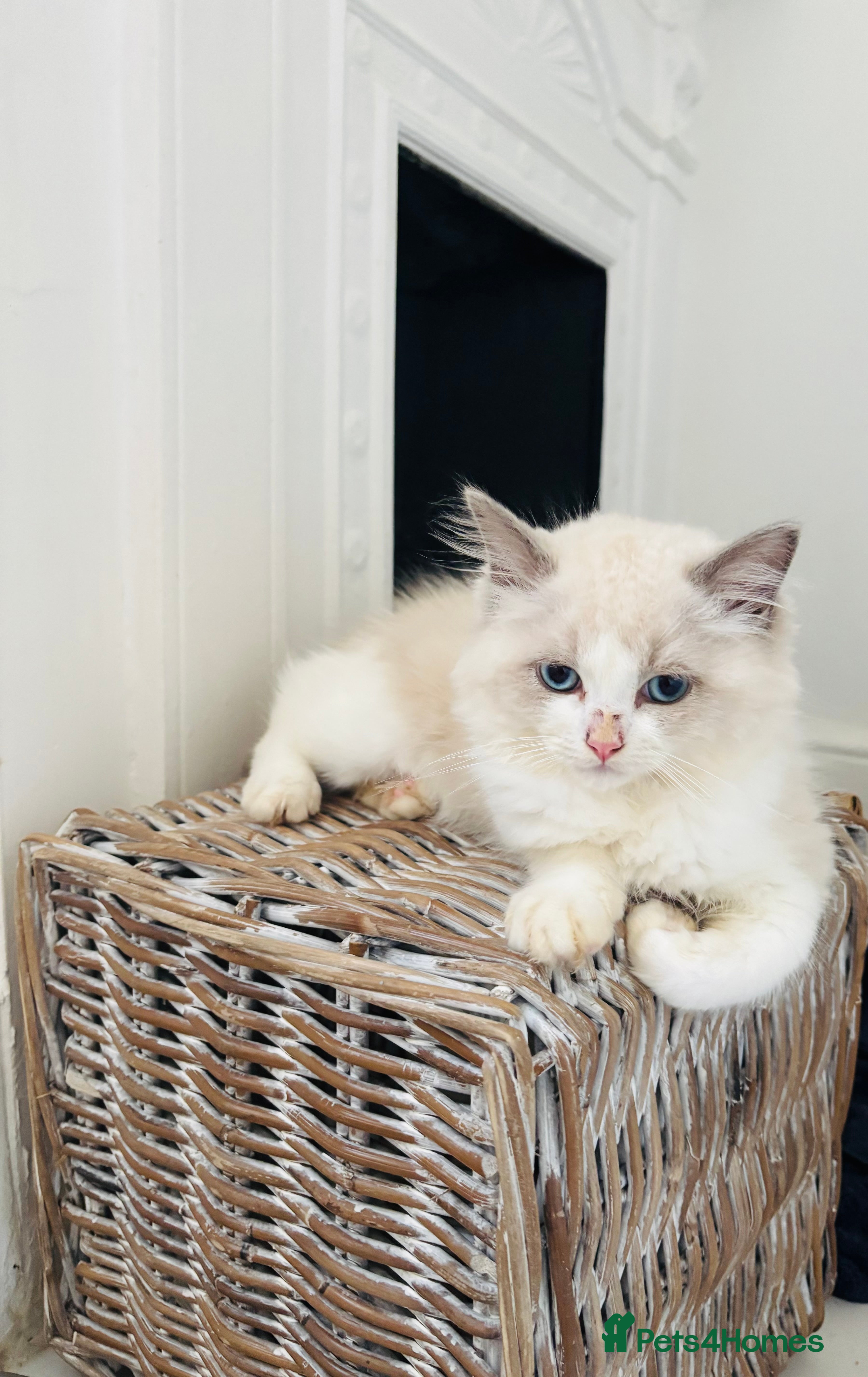 Ragdoll cats 🌟TICA🌟Champion Ragdoll🏆🏆🏆 - Advert 2