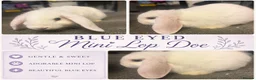 Mini Lop rabbits for sale: Blue eyed white mini lip Doe - Advert 1