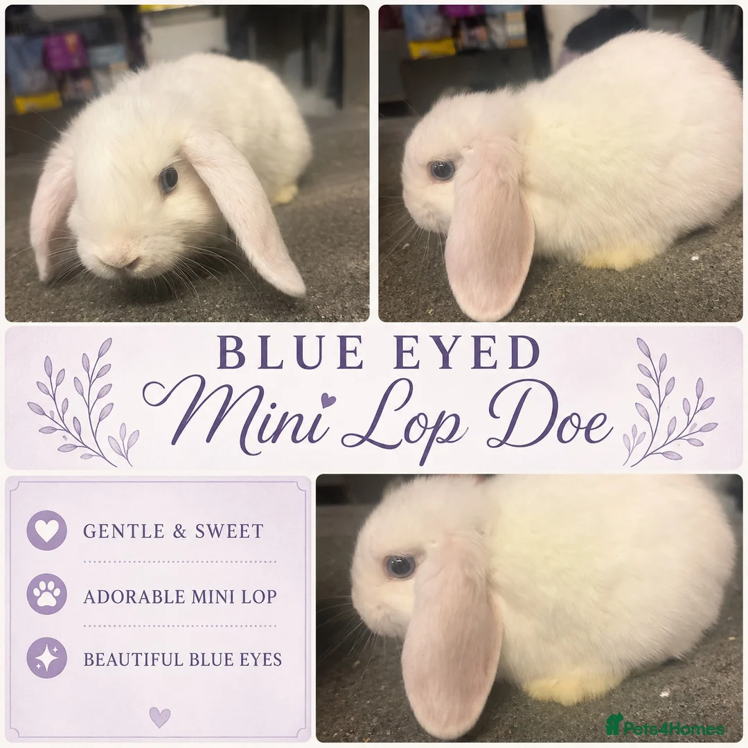 Mini Lop rabbits for sale: Blue eyed white mini lip Doe - Advert 1
