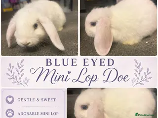 Mini Lop rabbits Blue eyed white mini lip Doe - Advert 2