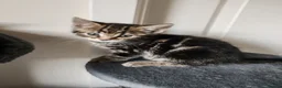 Mixed Breed cats for sale: ❤️❤️❤️ Four adorable kittens ❤️❤️❤️  - Advert 2