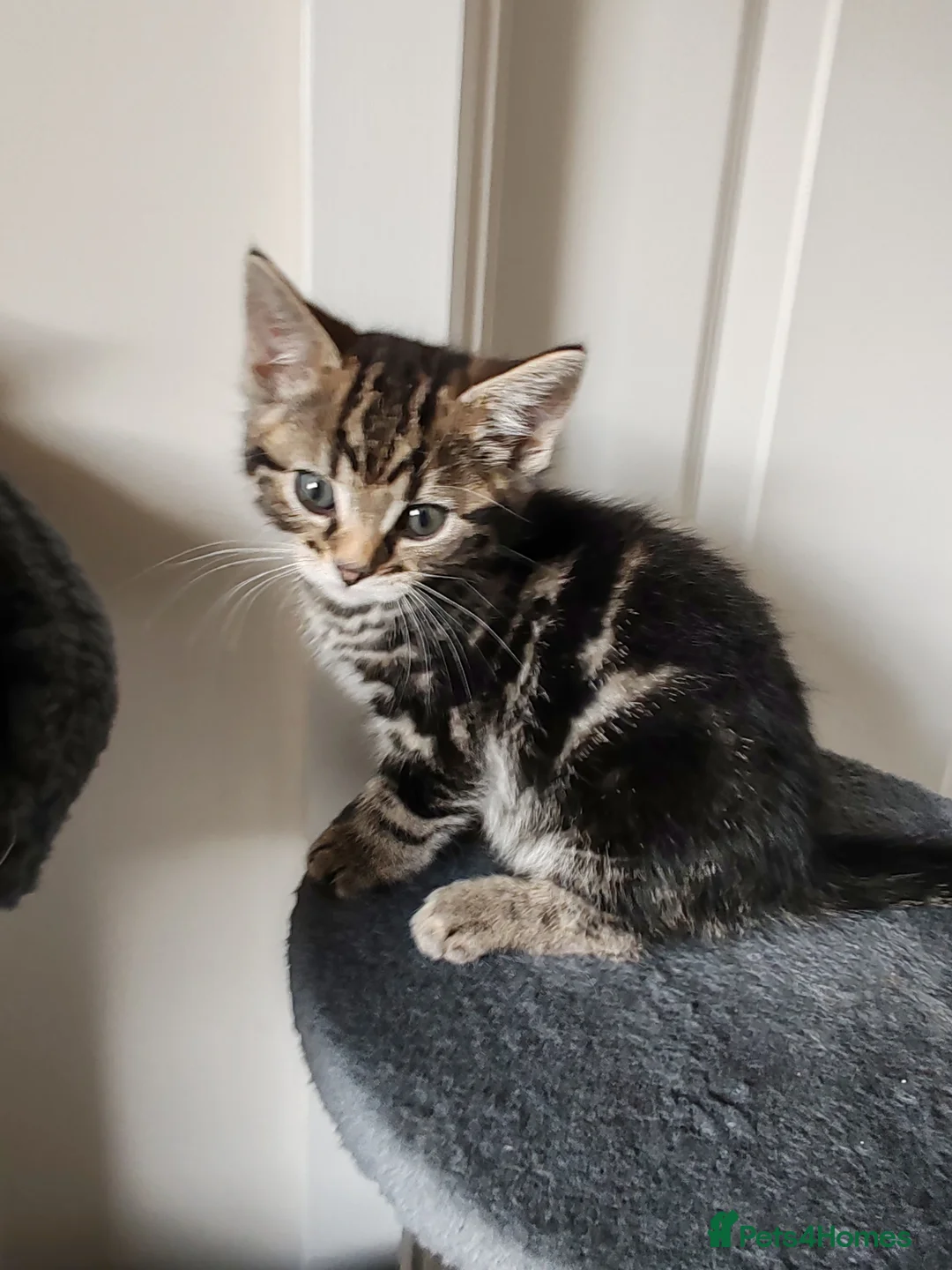 Mixed Breed cats for sale: ❤️❤️❤️ Four adorable kittens ❤️❤️❤️  - Advert 2