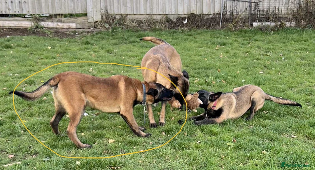 Belgian Shepherd Dog dogs for sale: Pick of litter - Image 4