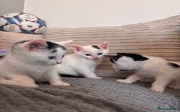 Mixed Breed cats for sale: Kittens available for sale with heterochromia - Image 23