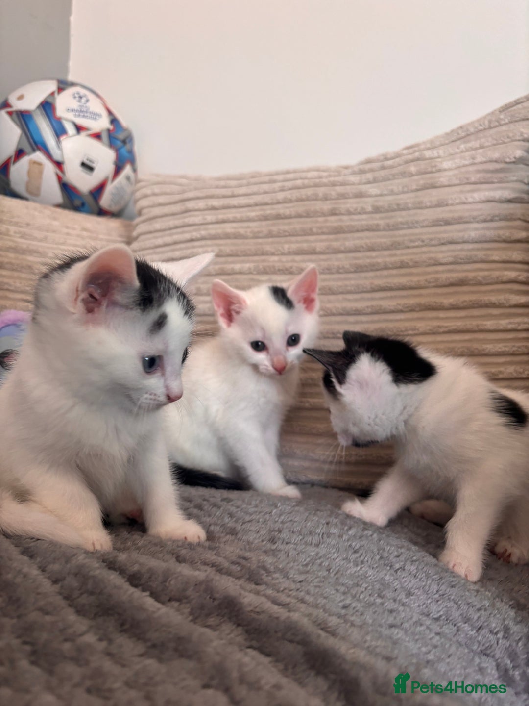 Mixed Breed cats for sale: Kittens available for sale with heterochromia - Image 23