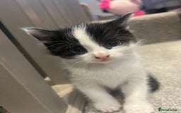 Mixed Breed cats for sale: 3 kittens for sale.  - Image 8