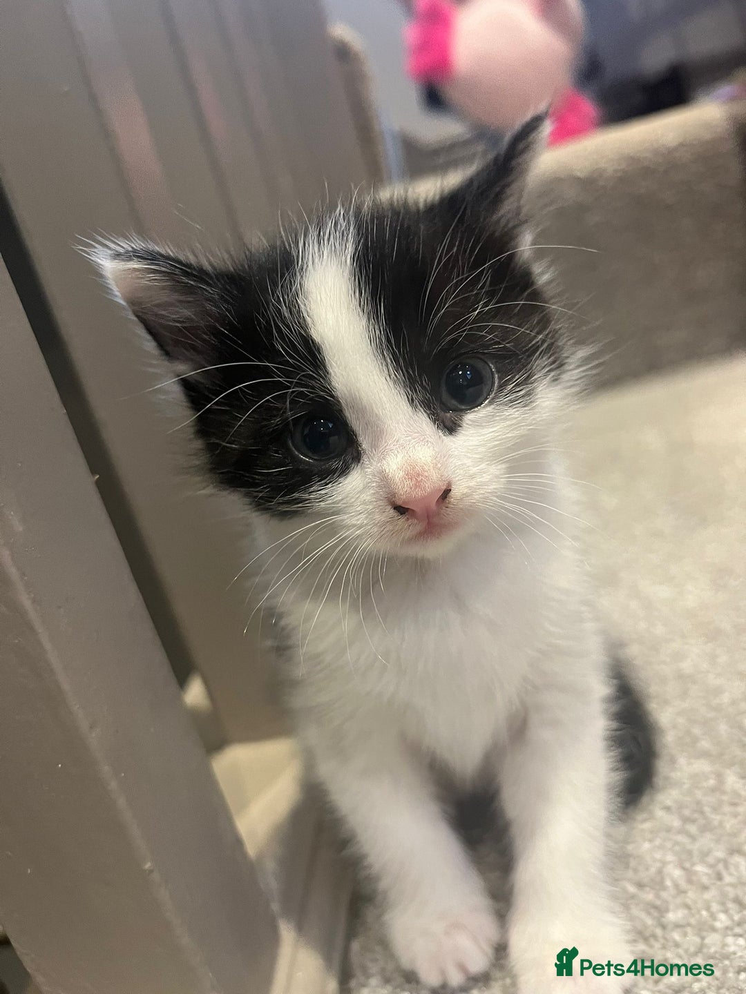 Mixed Breed cats for sale: 3 kittens for sale.  - Image 8