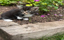 Ragdoll cats for sale: Beautiful Fluffy Ragdoll Cross Kittens For Sale - Image 7