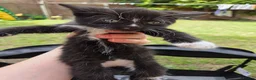 Mixed Breed cats for sale: 3 boys and 1 girl looking for  loving home in Walsall - Advert 6