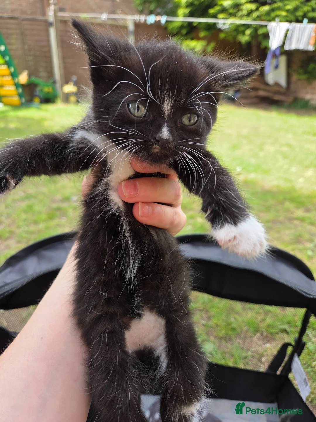 Mixed Breed cats for sale: 3 boys and 1 girl looking for  loving home in Walsall - Advert 6