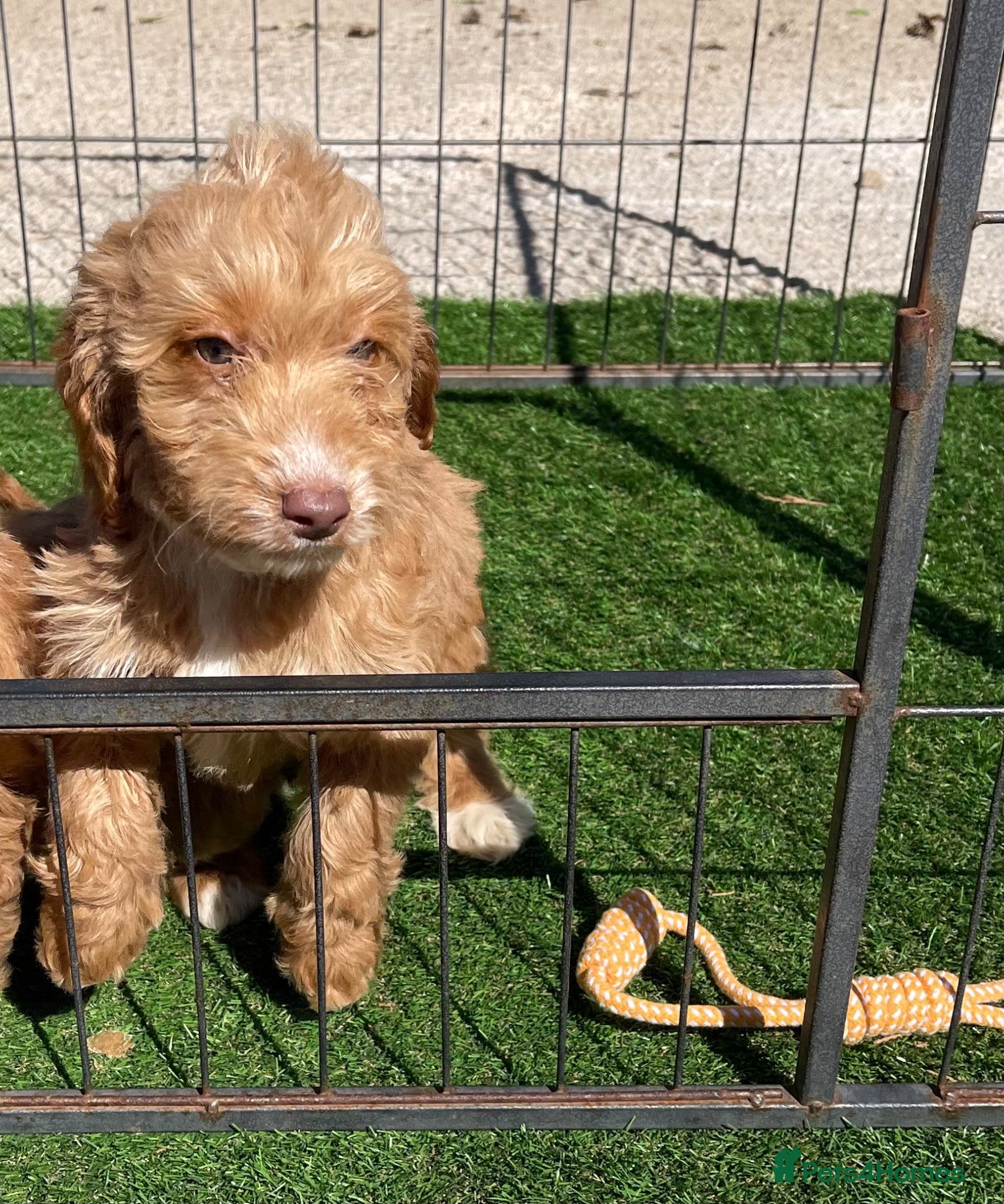 Cockapoo dogs Beautiful F1 cockapoo pups NOW READY - Advert 2