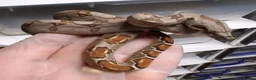 Boa Snake reptiles for sale: Baby Female Boa constrictors  - Advert 3