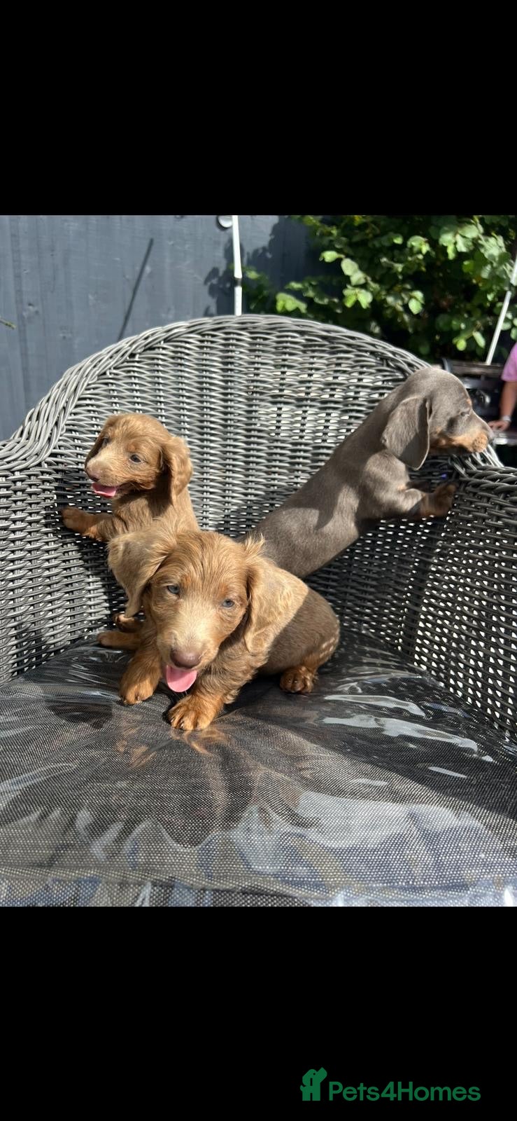 Dachshund dogs Dachshund puppies  - Advert 2