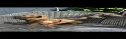 Dachshund dogs for sale: Dachshund puppies  in Narberth - Advert 1
