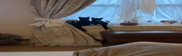 Mixed Breed cats for sale: 2 beautiful female cats for sale 12 weeks old  - Advert 6