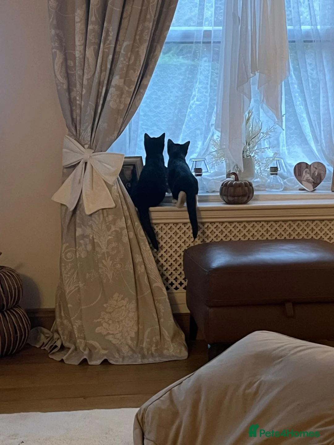 Mixed Breed cats for sale: 2 beautiful female cats for sale 12 weeks old  - Advert 6