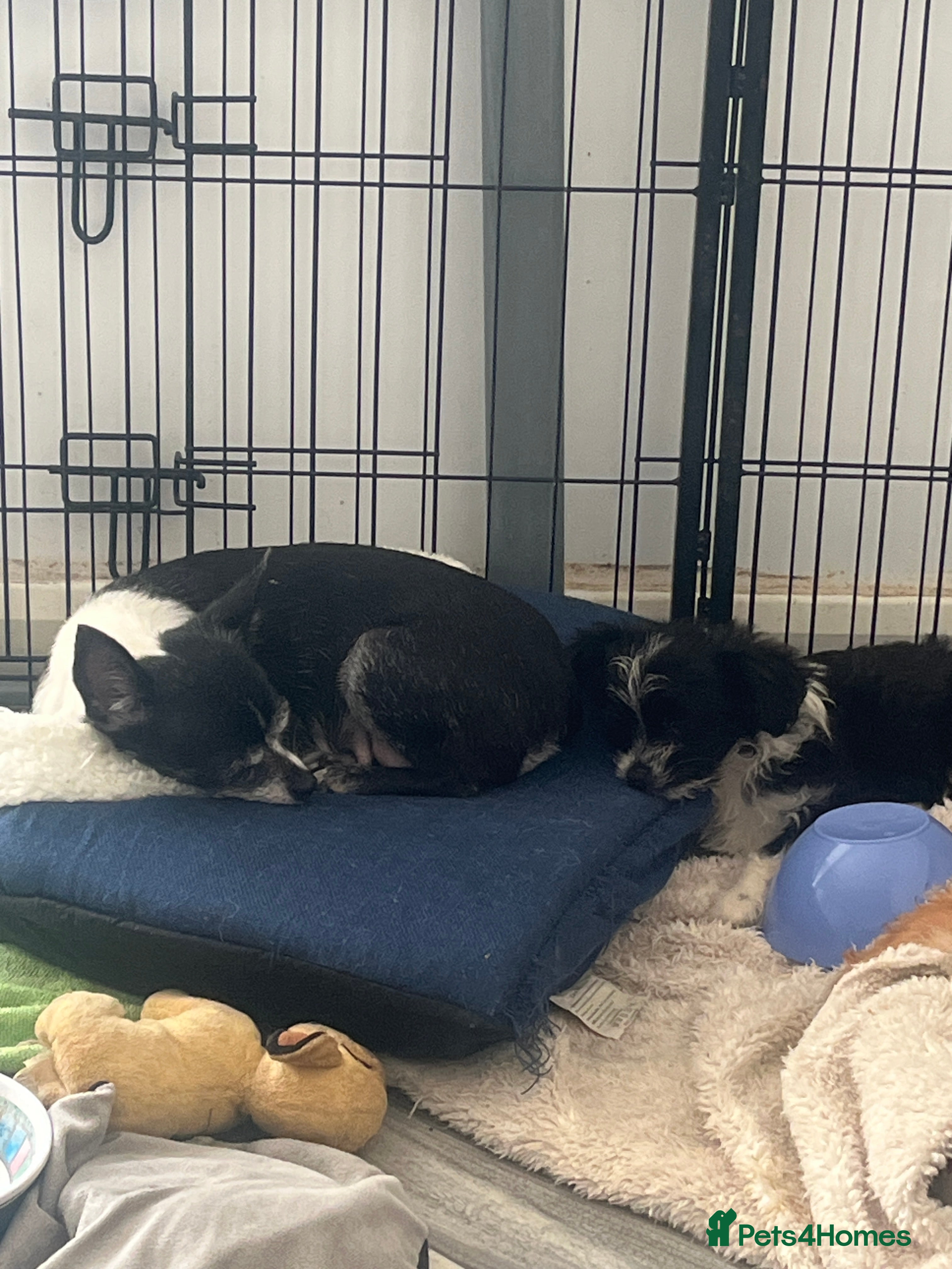 Mixed Breed dogs Fluffy babies  - Advert 3