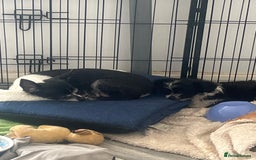 Mixed Breed dogs for sale: Fluffy babies  - Advert 1