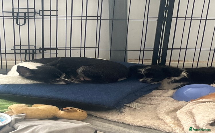 Mixed Breed dogs Fluffy babies  - Advert 4