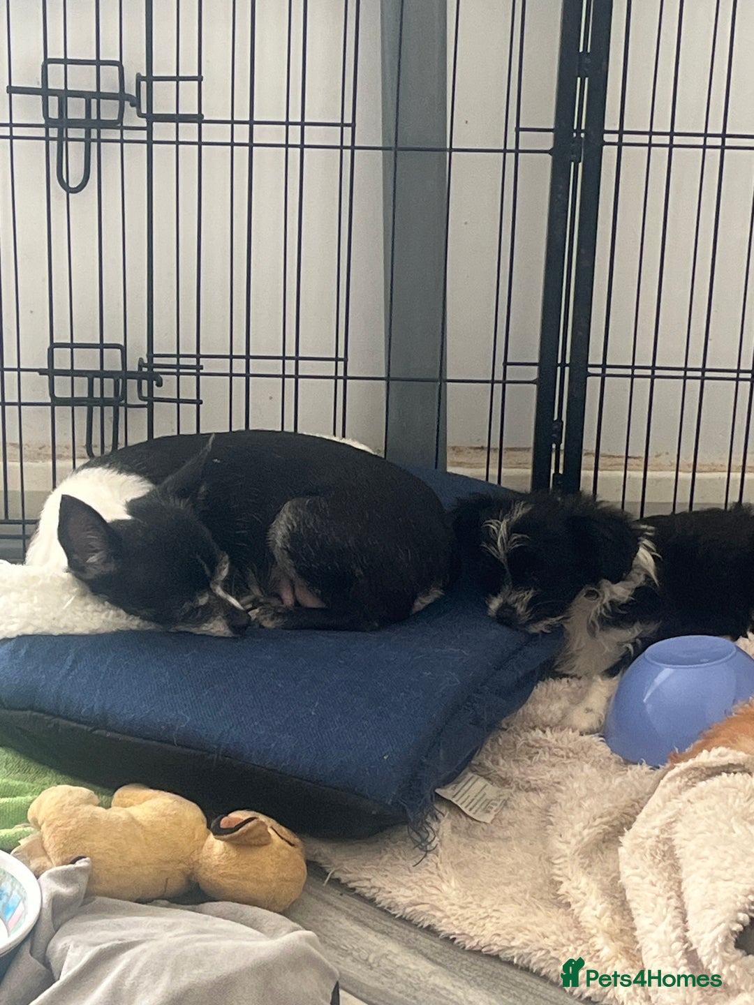 Mixed Breed dogs for sale: Fluffy babies  - Advert 1