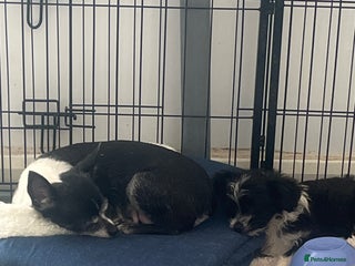 Mixed Breed dogs Fluffy babies - Advert 1