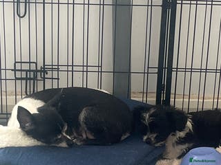 Mixed Breed dogs Fluffy babies one last girl - Advert 11