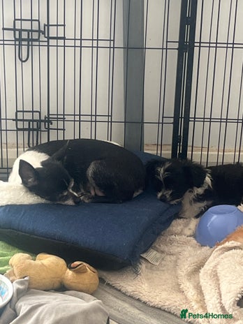 Mixed Breed dogs Fluffy babies - Advert 2