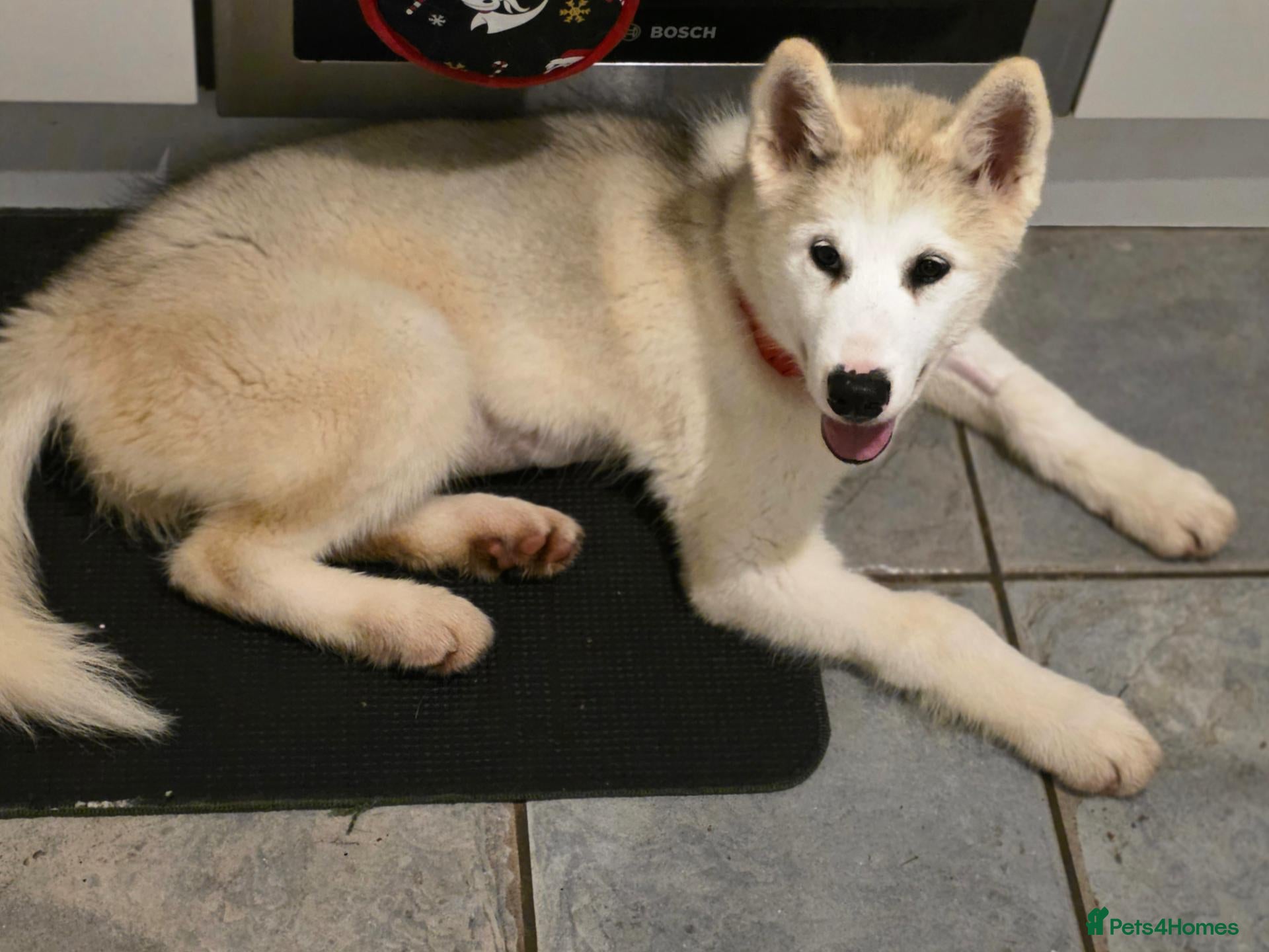 Canadian Eskimo Dog dogs 17 week old male & female Canadian Eskimo Puppies - Advert 1