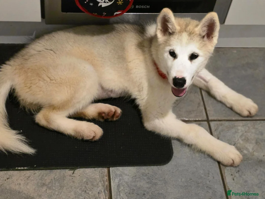 Canadian Eskimo Dog dogs for sale: 17 week old male & female Canadian Eskimo Puppies - Advert 1