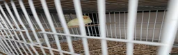 Budgerigars birds for sale: Budgies available now 🐦🐦‍⬛🦜🦚 - Advert 3
