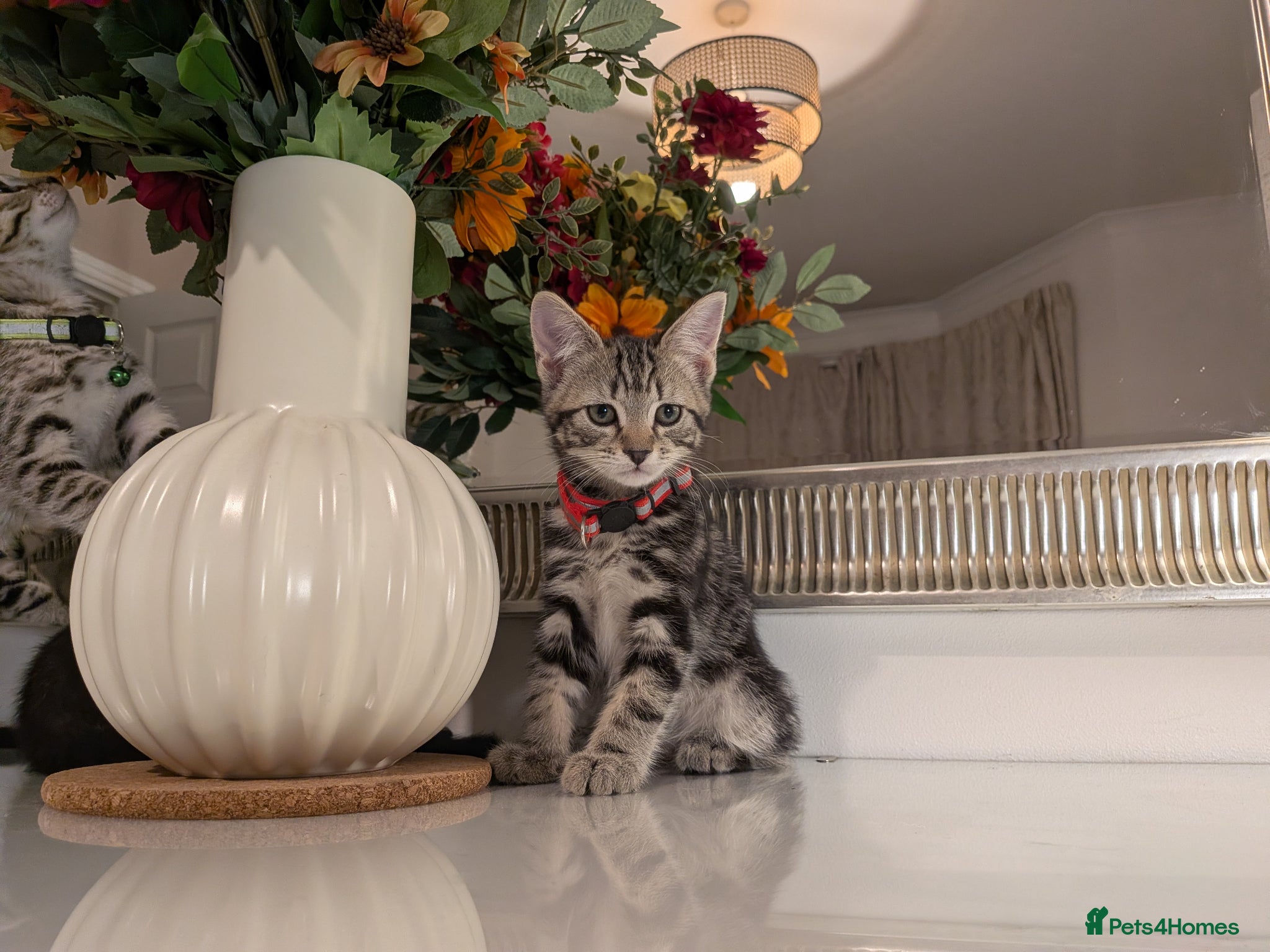 Mixed Breed cats Adorable kittens in London(SE18)😻♥️😻 - Advert 1