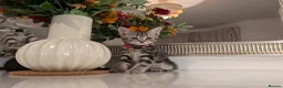 Mixed Breed cats for sale: Adorable kittens in London(SE18)😻♥️😻 - Advert 1