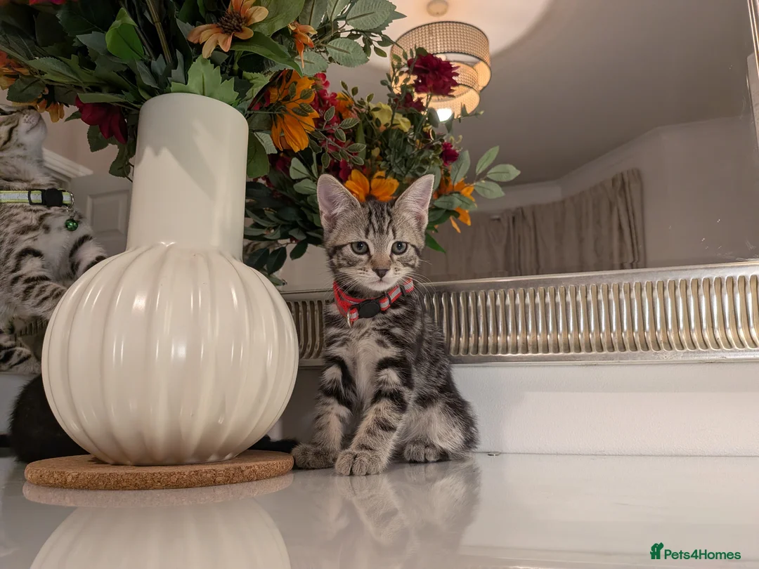 Mixed Breed cats for sale: Adorable kittens in London(SE18)😻♥️😻 - Advert 1