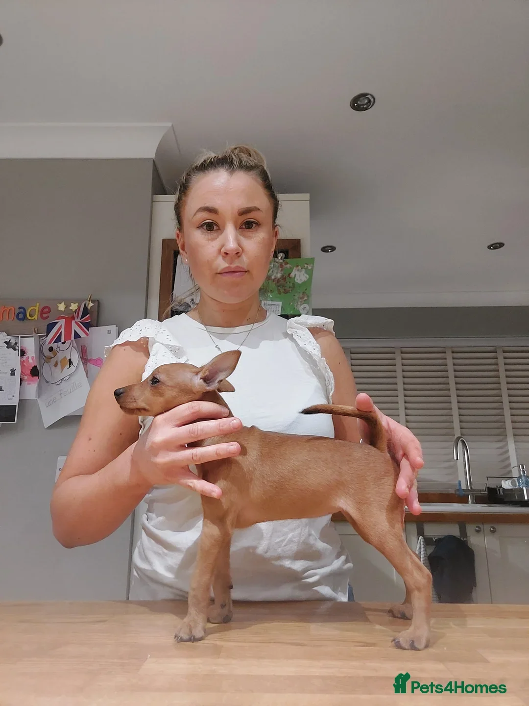 Miniature Pinscher dogs for sale: LAST PUPPY - LADYLUCKPINS KC MIN PINS - Advert 2