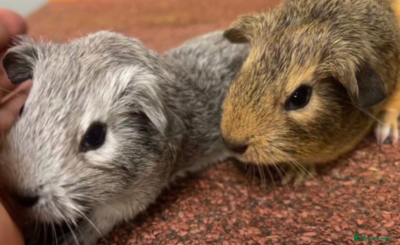 Guinea Pig rodents Guinea pig babies  - Advert 1