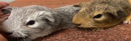 Guinea Pig rodents for sale: Guinea pig babies  - Advert 1