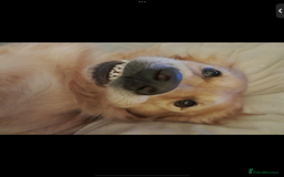 Mixed Breed dogs for sale: Beautiful chunky golden retriever x cockapoos  - Image 25