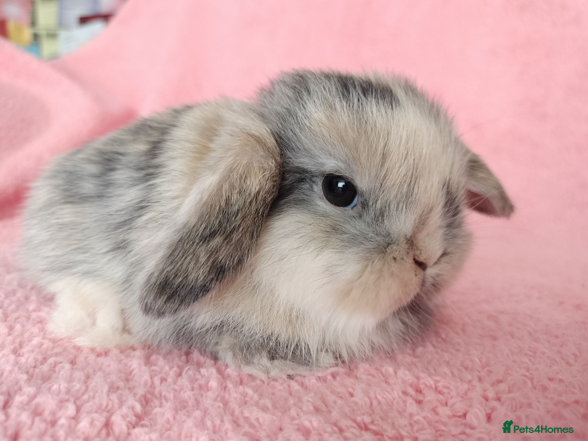 Mini Lop rabbits Baby mini lops for sale  - Advert 19