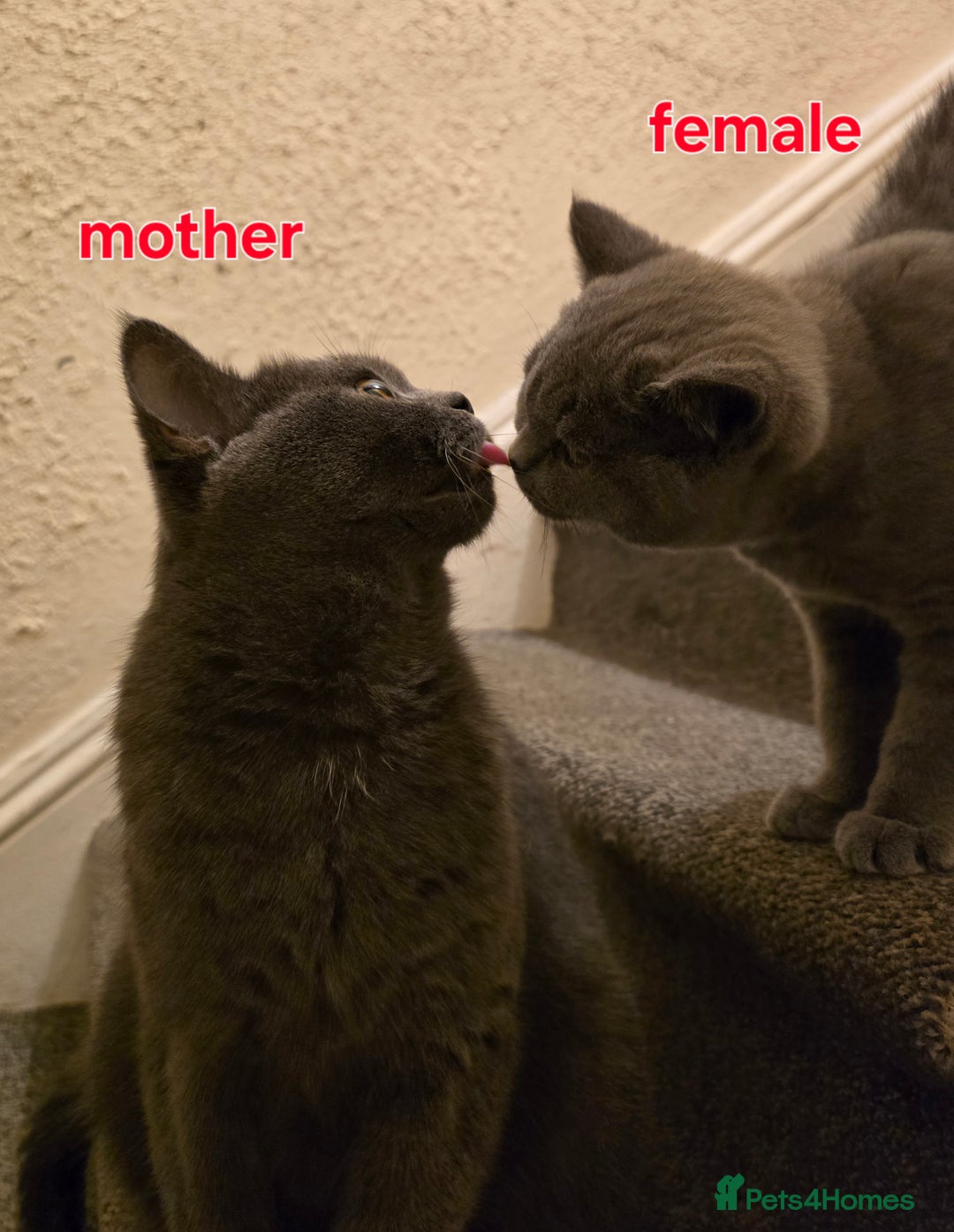 British Shorthair cats for sale: Adorable British Shorthair Kittens - Advert 4