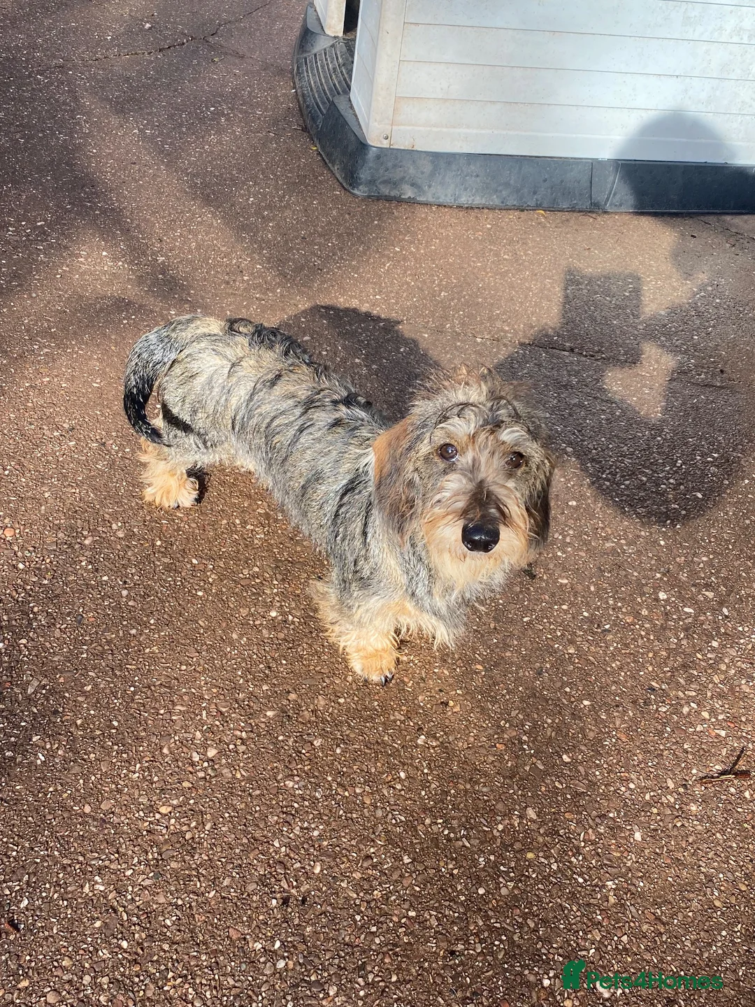 Miniature Dachshund dogs for sale: Two pure female dachshunds  - Advert 2