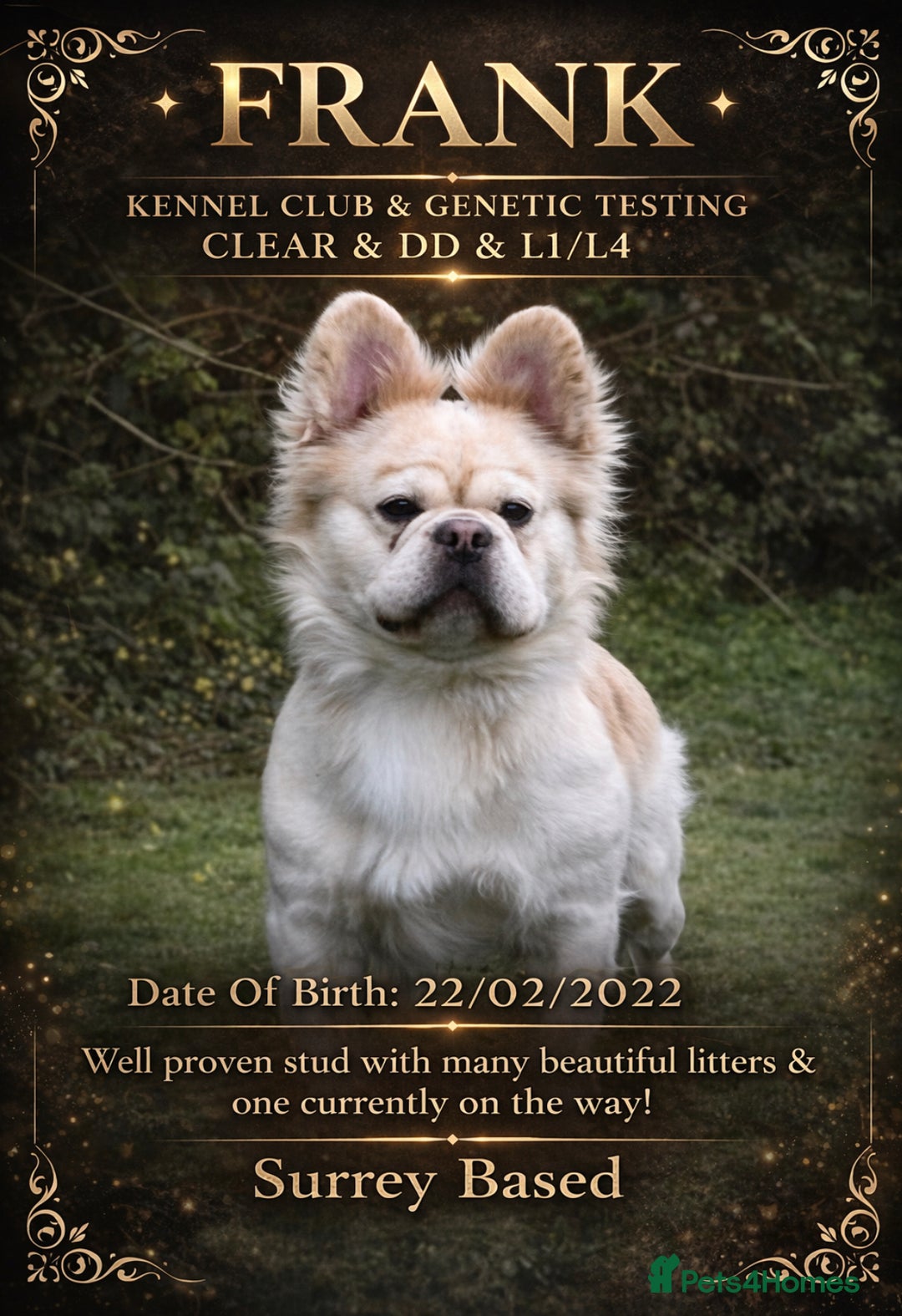 French Bulldog dogs for stud: Fluffy French Bulldog Stud  - Advert 1