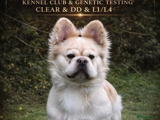 French Bulldog dogs Fluffy French Bulldog Stud - Advert 8