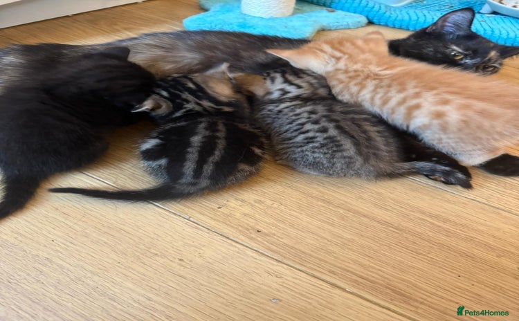 Mixed Breed cats - Advert 16