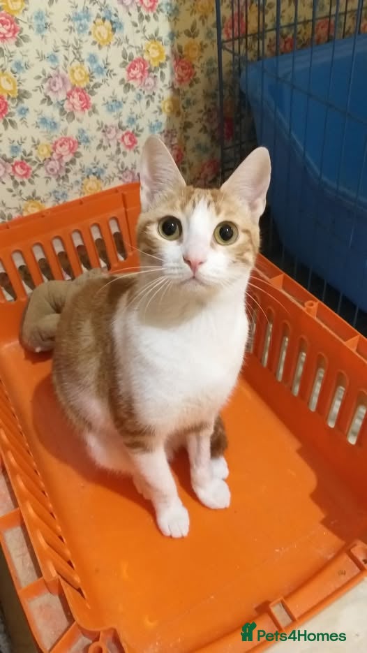 Mixed Breed cats Delilah🧡Petite and sweet 🧡 - Advert 4