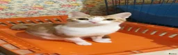 Mixed Breed cats for adoption: Delilah🧡Petite and sweet 🧡 - Advert 1