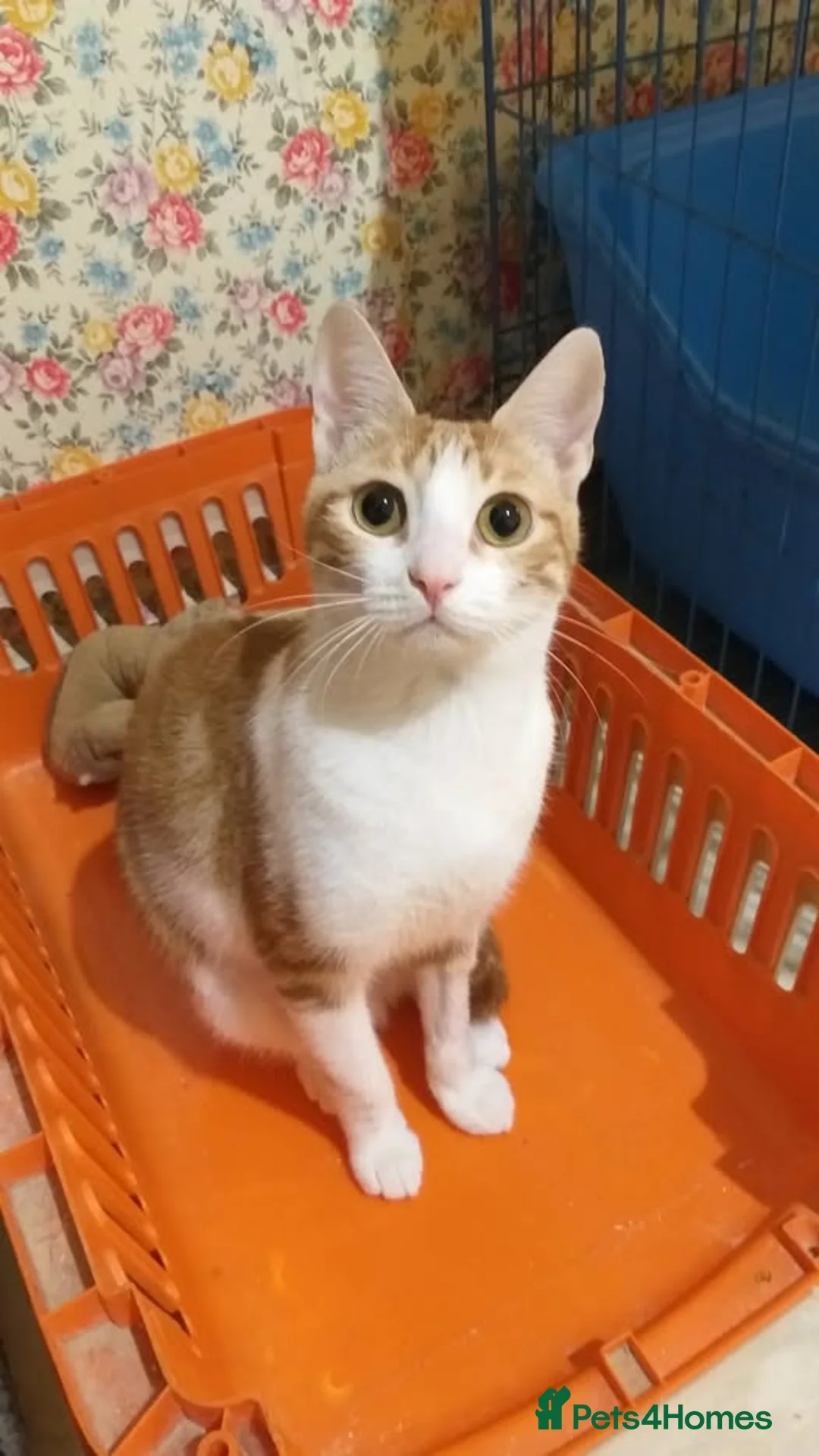 Mixed Breed cats for adoption: Delilah🧡Petite and sweet 🧡 - Advert 1