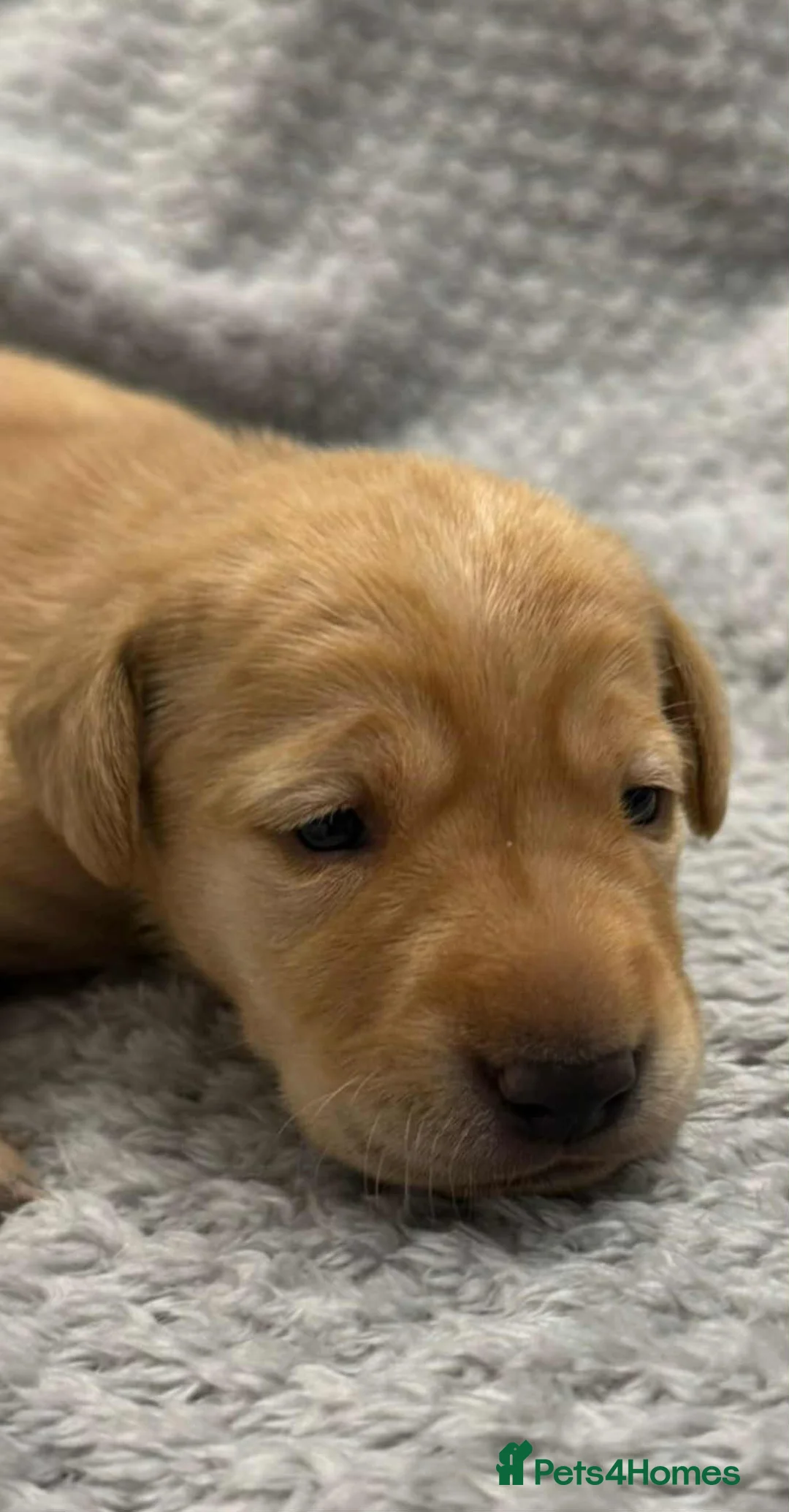 Labrador Retriever dogs for stud: Handsome black labrador for stud - Advert 13