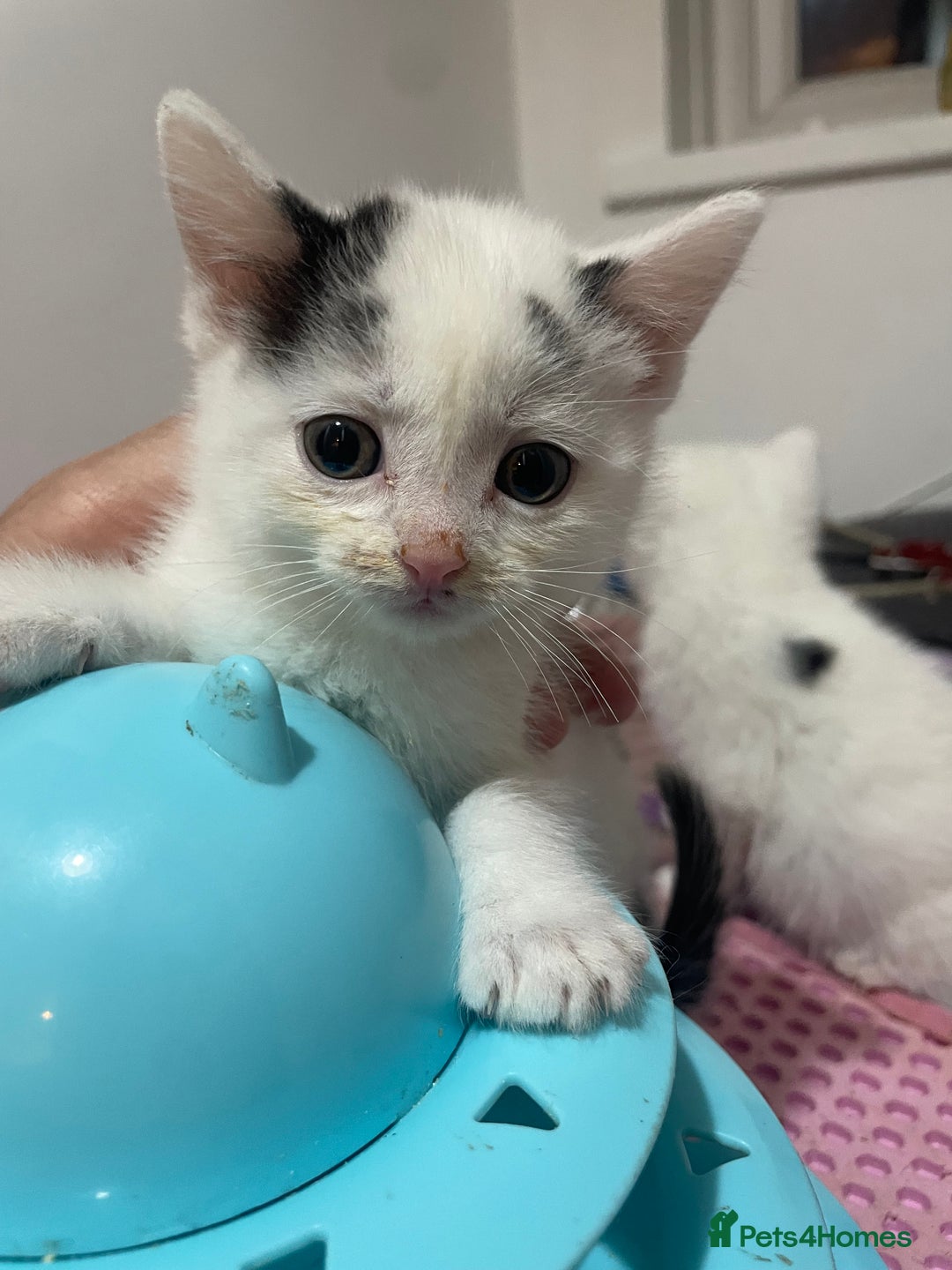 Mixed Breed cats for sale: Ragdoll x babies - Advert 10